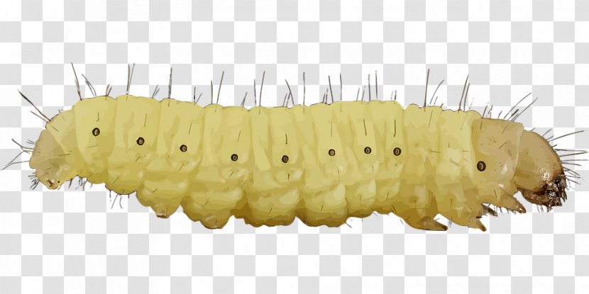 Caterpillar Inc. Clip Art Image - Insect Transparent PNG