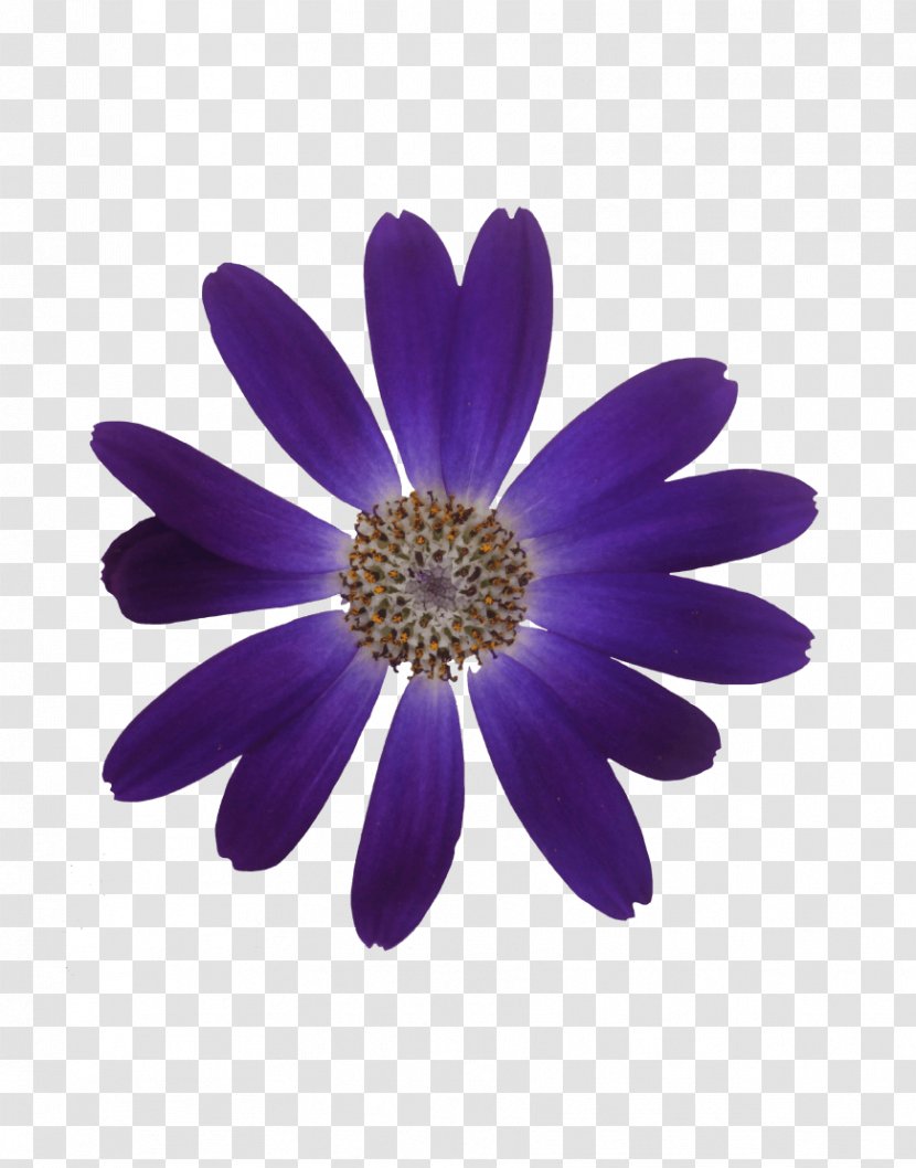 Pericallis Bulb Ornamental Plant Cutting - Impatiens Walleriana - Violet Flower Transparent PNG