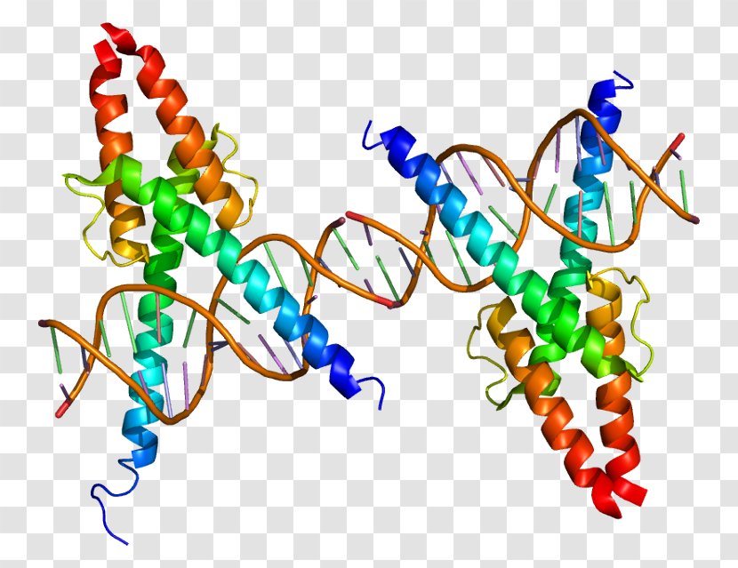 MyoD Protein Myogenesis Transcription Factor Basic Helix-loop-helix - Myod - Artwork Transparent PNG