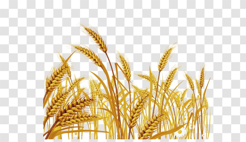 Vector Graphics Royalty-free Wheat Clip Art Illustration - Triticale Transparent PNG