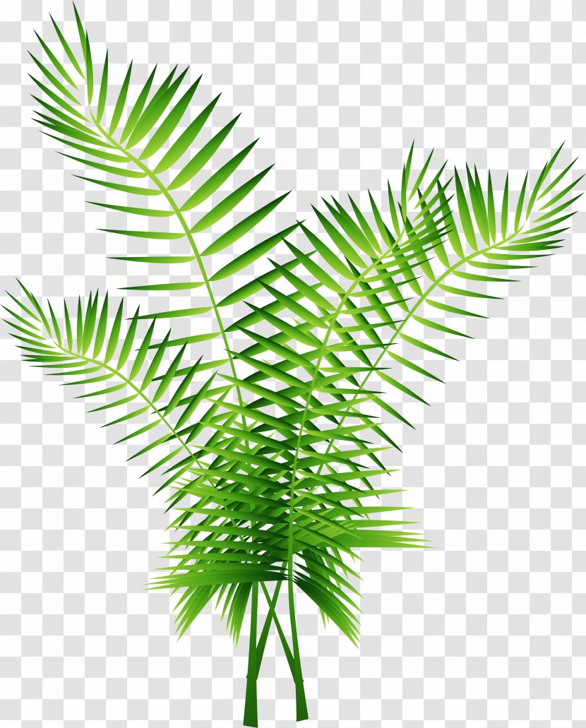 Arecaceae Euclidean Vector Computer File - Flowerpot - Green Palm Tree Decoration Transparent PNG