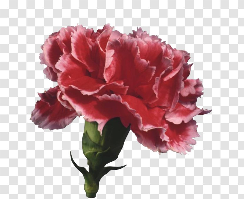Carnation Cut Flowers Petal Nature - Rose Family - Flower Transparent PNG