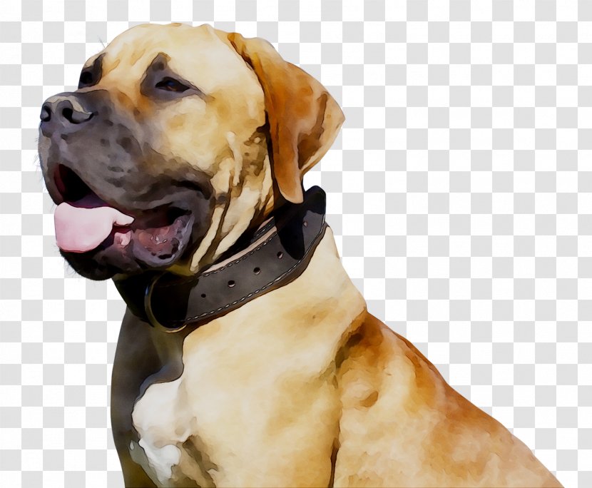 Dog Breed Black Mouth Cur Boerboel Snout Police - Collar - Dogs In Warfare Transparent PNG