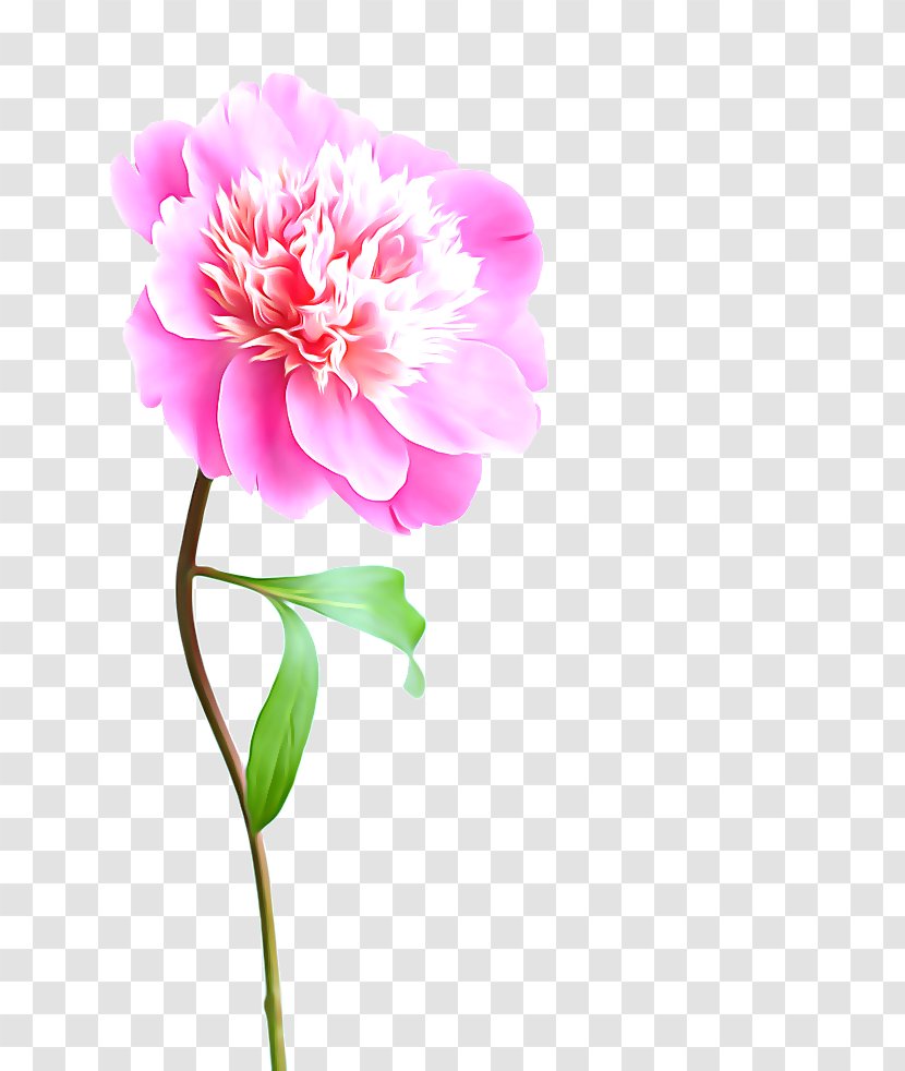 Flower Pink Stock Photography Peony - Floristry Transparent PNG