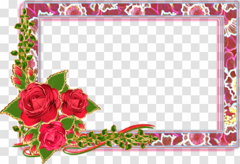Garden Roses Picture Frames Paper - Rose Order - Flower Transparent PNG