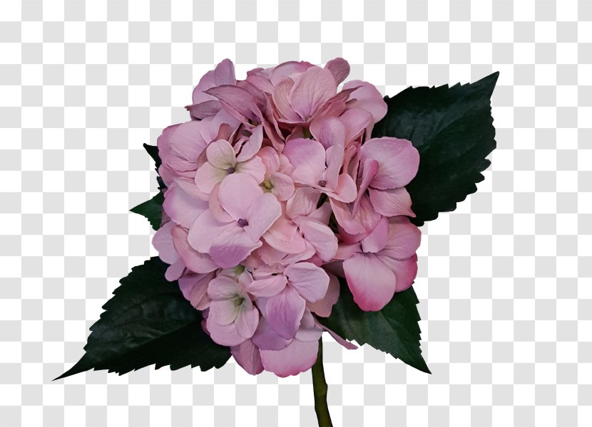 Hydrangea Cut Flowers Pink Rose - Lilac Transparent PNG