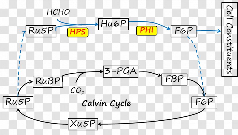 Calvin Cycle Diagram Angle - Paper Product - Technology Transparent PNG