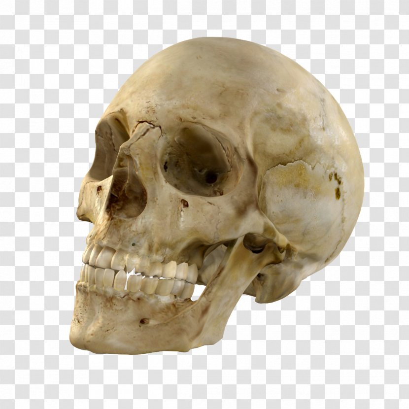 Skull Bone Skeleton 3D Computer Graphics - Neurocranium - Skulls Transparent PNG