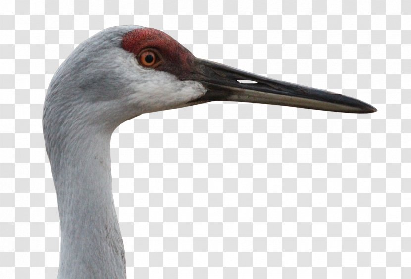 Sandhill Crane Bird Animal Grey Crowned - Wildlife Transparent PNG
