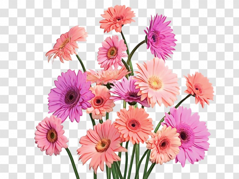 Floral Design - Pink - Daisy Family Transparent PNG