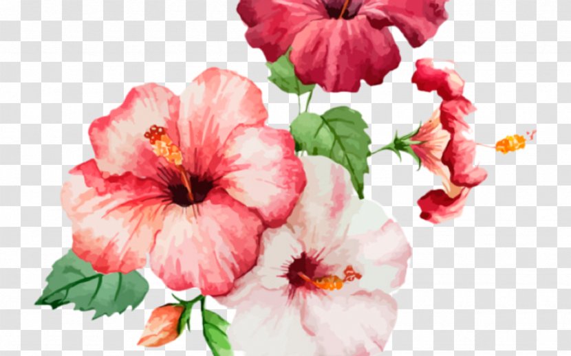 Flower Flowering Plant Petal Pink Hawaiian Hibiscus - Chinese - Watercolor Paint Transparent PNG