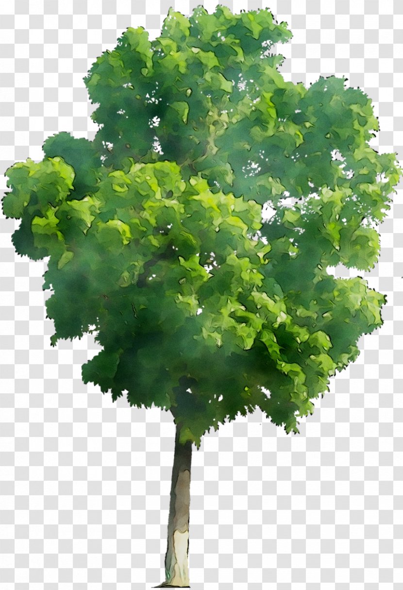 Leaf Greens Tree Plant Stem Herb - Woody Transparent PNG