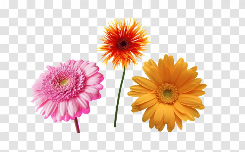 Transvaal Daisy Common Free Content Clip Art - Sunflower Transparent PNG