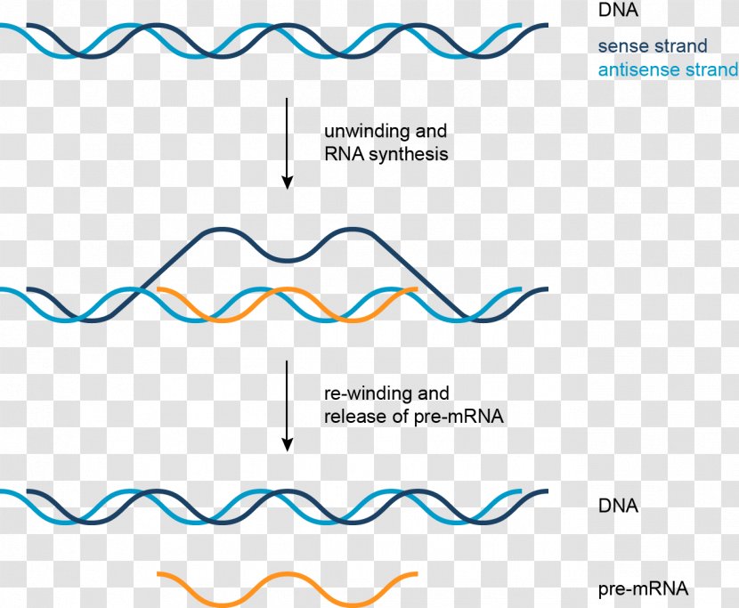 Transcription DNA Coding Strand Nucleic Acid RNA - Ssdna Viruses Transparent PNG