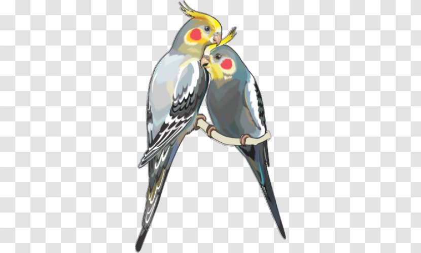 Cockatiel Parrot Budgerigar Bird Clip Art - Parrots Transparent PNG