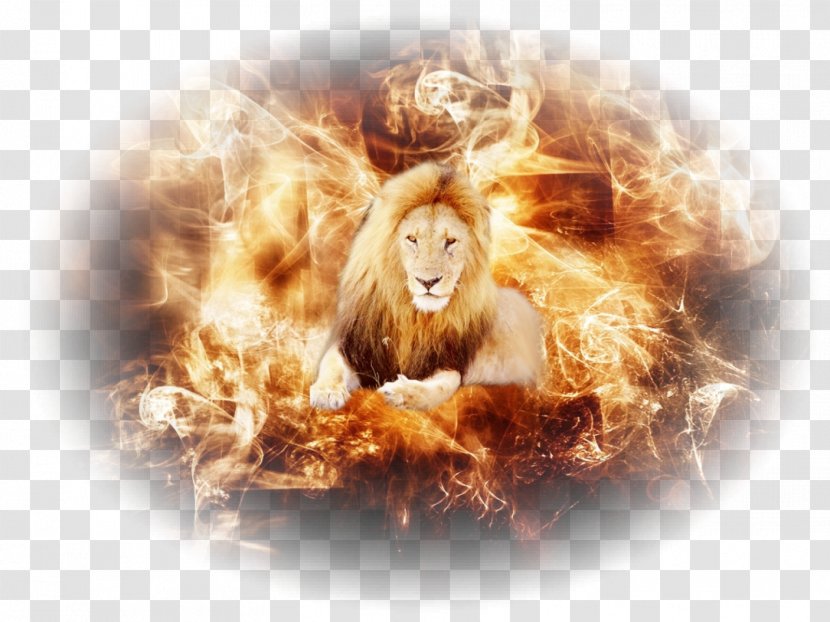 Desktop Wallpaper Fire Roar Flame Image Transparent PNG