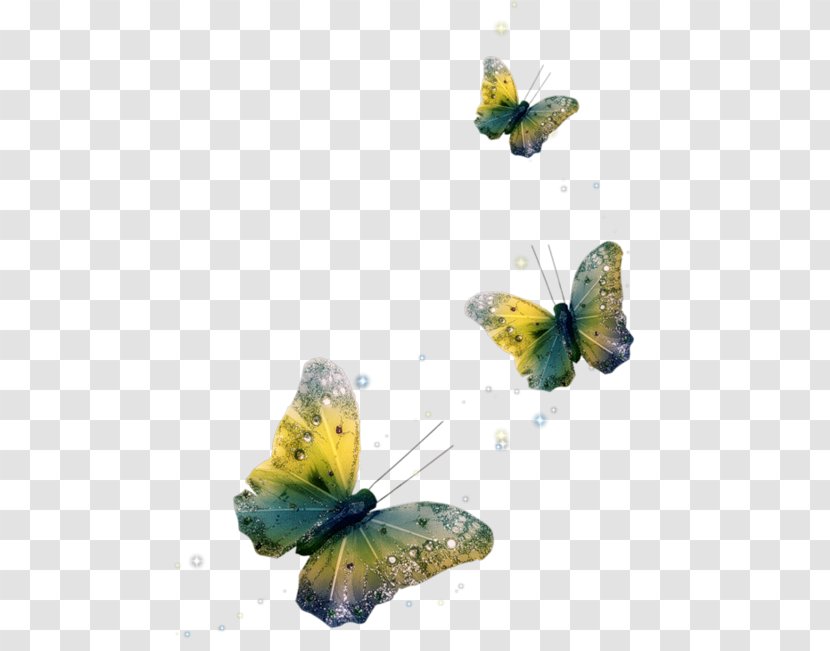 Butterfly - Brush Footed - Insect Transparent PNG