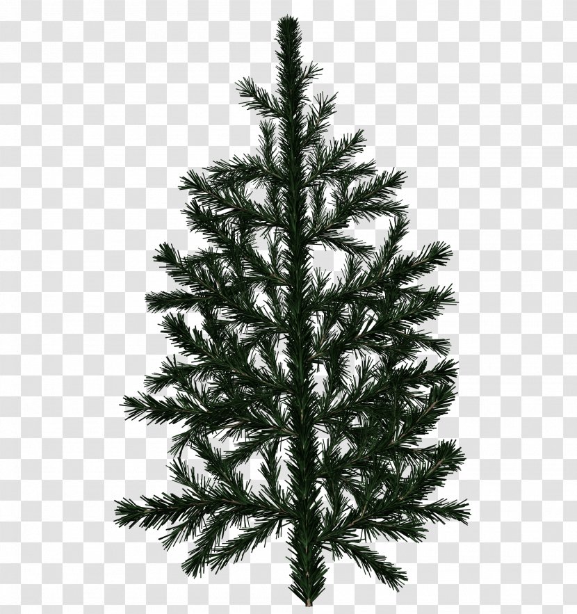 Pine Tree Fir Branch Texture Mapping - Plant - Cone Transparent PNG