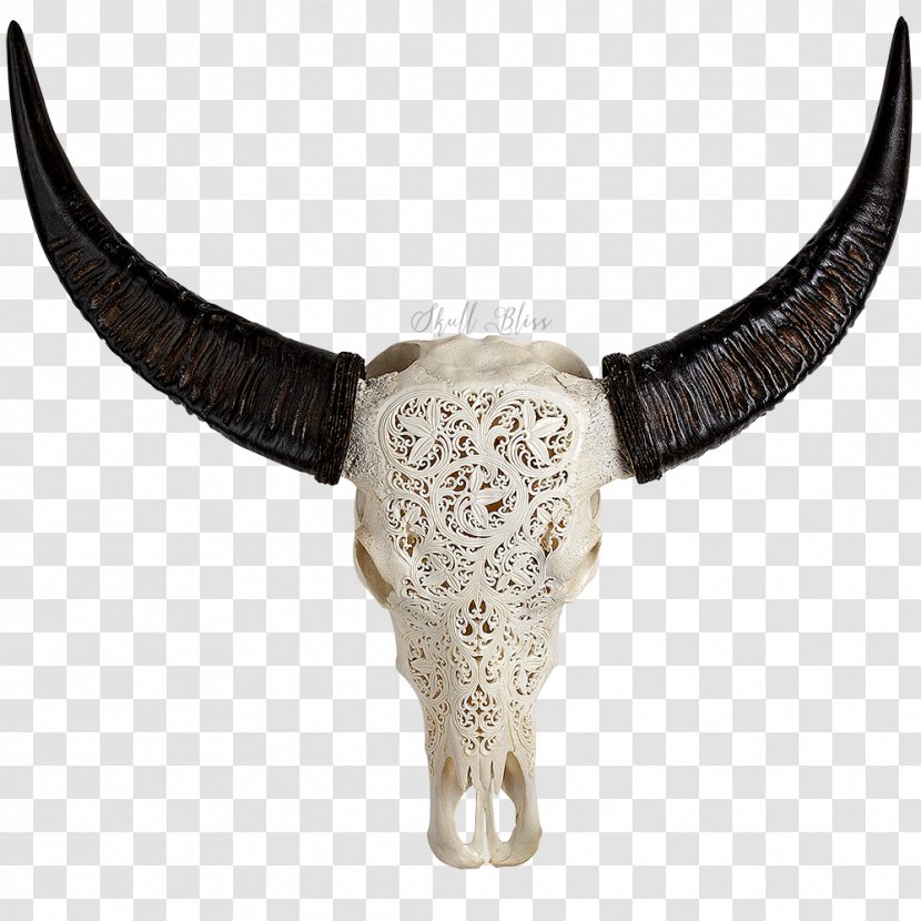 Horn American Bison Human Skull Symbolism Buffalo - Bone Transparent PNG