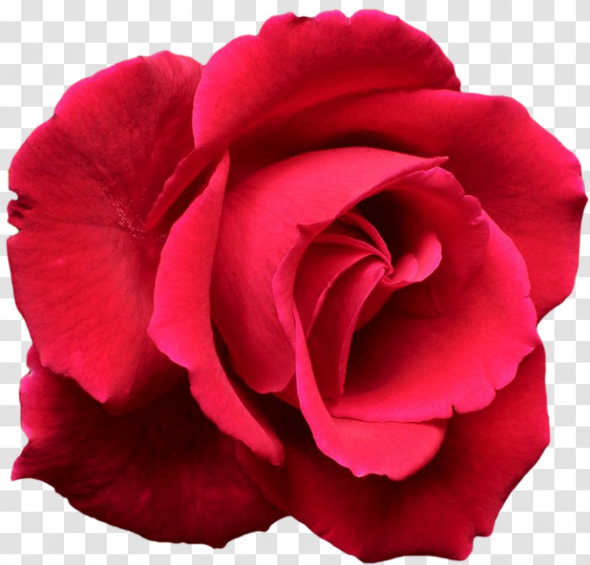 Garden Roses Flower Complete Guide To Desktop Wallpaper - Magenta - Red Rose Decorative Transparent PNG