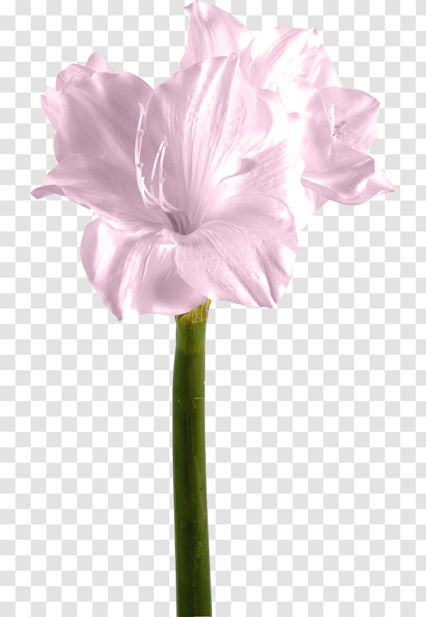 Amaryllis Belladonna Hippeastrum Cut Flowers Plant - Pink Family Transparent PNG
