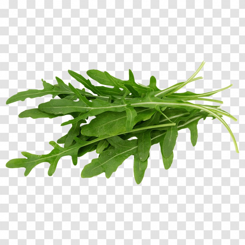 Arugula Greens Salad Vegetarian Cuisine Vegetable - Eruca - Wattleseed Chicory Transparent PNG