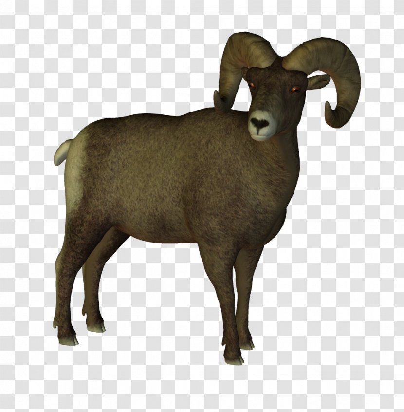 Bighorn Sheep Dall Clip Art - Goat Antelope - Animals Transparent PNG