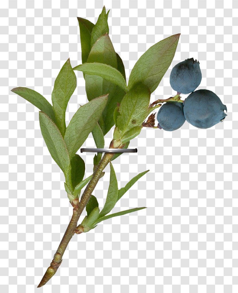 Twig Plant Stem Leaf Fruit Plants - Olive - Aparelho Graphic Transparent PNG