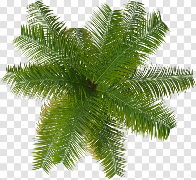 Palm Tree Drawing - Fir - Colorado Spruce Cycad Transparent PNG