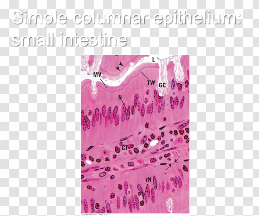 Simple Squamous Epithelium Histology Study Skills Test Flashcard - Vertebrate - Small Intestine Transparent PNG