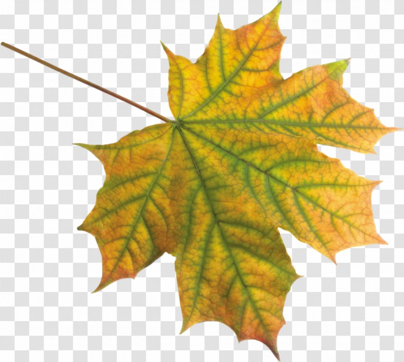 Maple Leaf Clip Art - Autumn - Leaves Transparent PNG