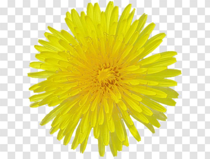 Common Sunflower Yellow Cut Flowers Desktop Wallpaper - Tulip - Dandelion Transparent PNG