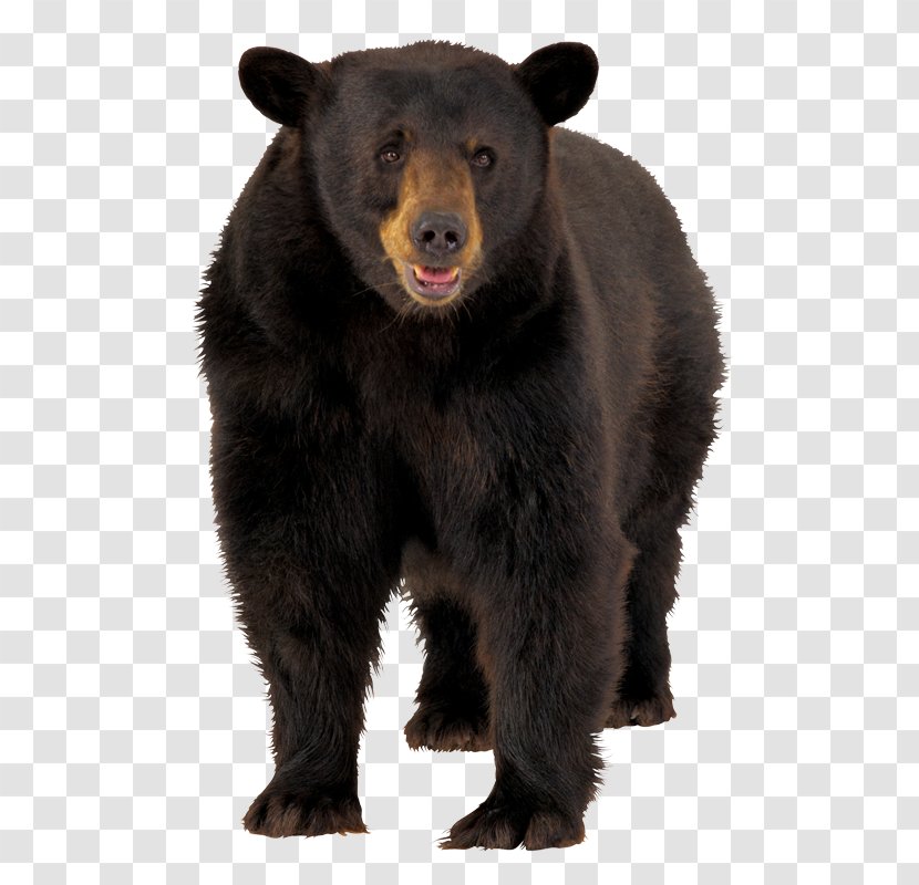 American Black Bear Brown Polar - Carnivoran Transparent PNG