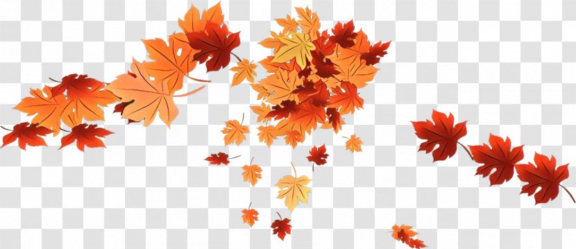 Maple Leaf - Deciduous Petal Transparent PNG