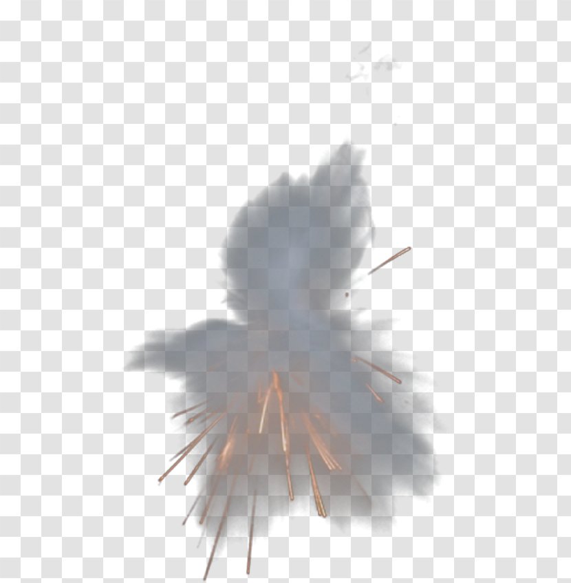 Wing Feather Beak Wallpaper - Bird - Explosion Transparent PNG