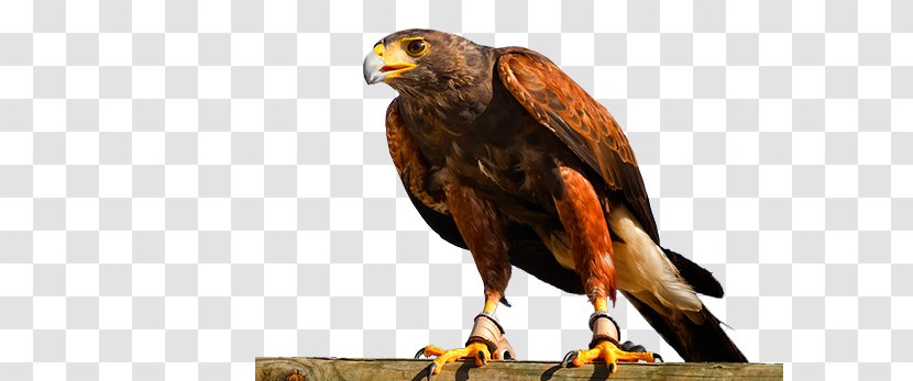 Hawk Buzzard Eagle Fauna Beak Transparent PNG