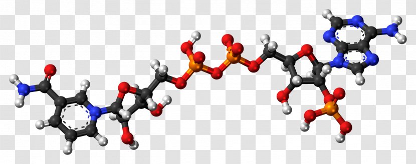 Ball-and-stick Model Nicotinamide Adenine Dinucleotide Phosphate Nicotinic Acid - Thymine - Zwitterion Transparent PNG