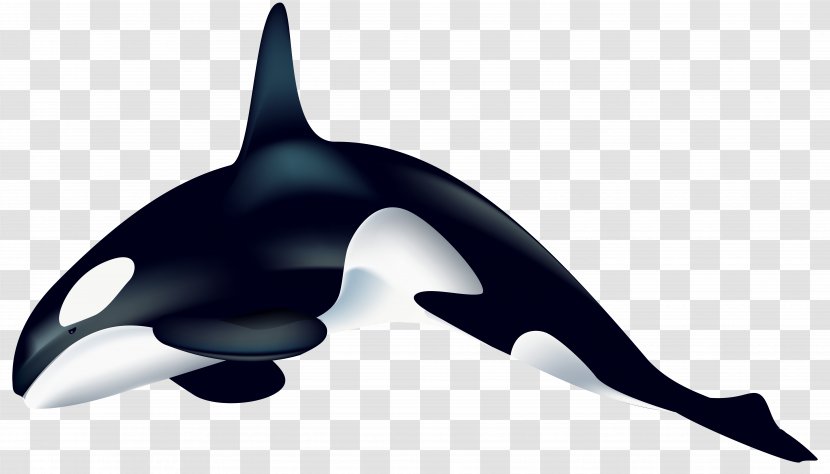 Killer Whale Dolphin Clip Art - Marine Mammal Transparent PNG