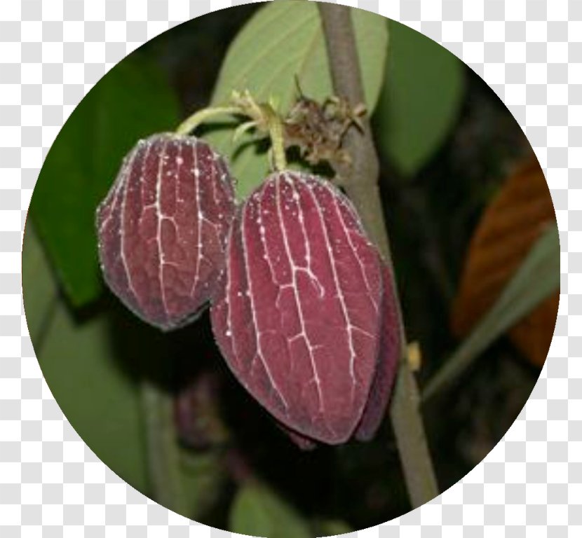 MacRitchie Reservoir Thottea Grandiflora Birthwort Family Dicotyledon - Macritchie - Plants Transparent PNG