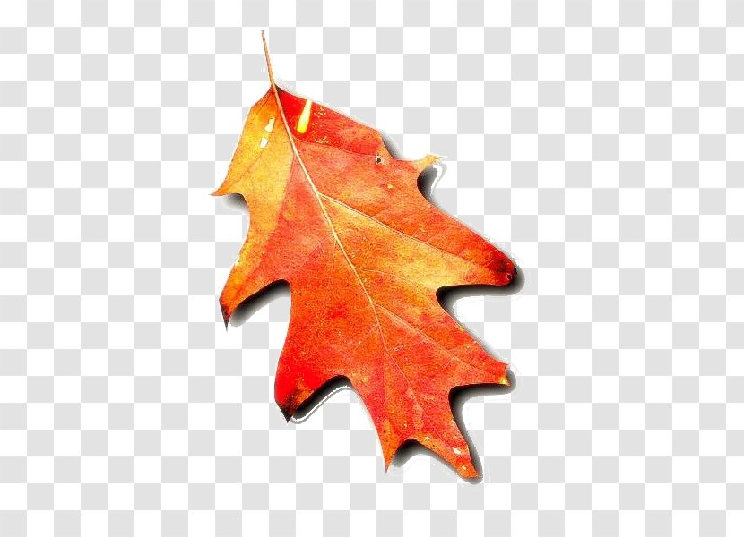 Autumn Leaf Color Tree - Phenology Transparent PNG