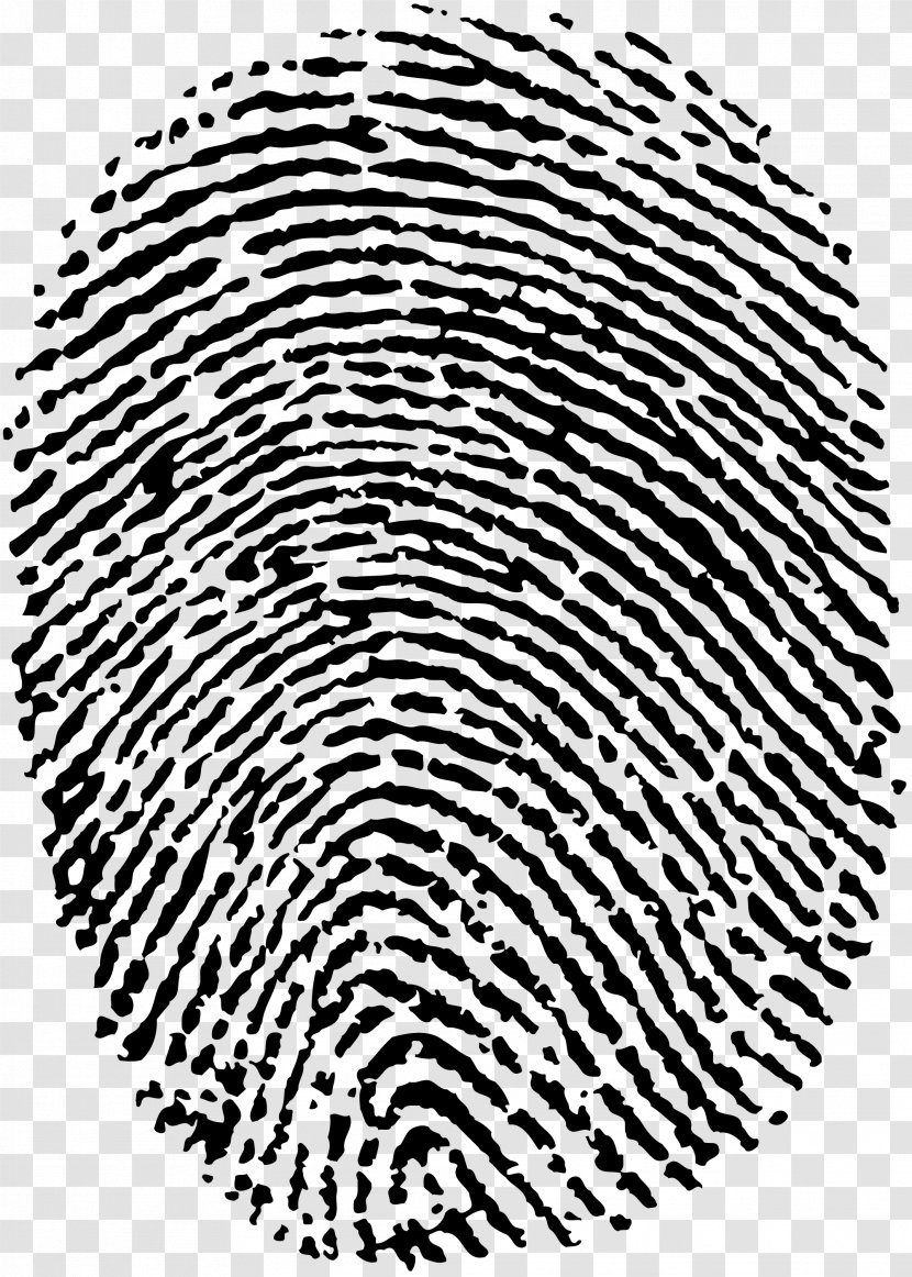 Fingerprint Dactiloscopie Digit Dermatoglyphics Fingerabdruckscanner - Information - Finger Print Transparent PNG