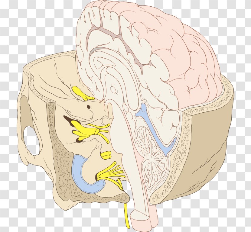 Cranial Nerves Brainstem Base Of Skull - Frame - Nervous System Transparent PNG