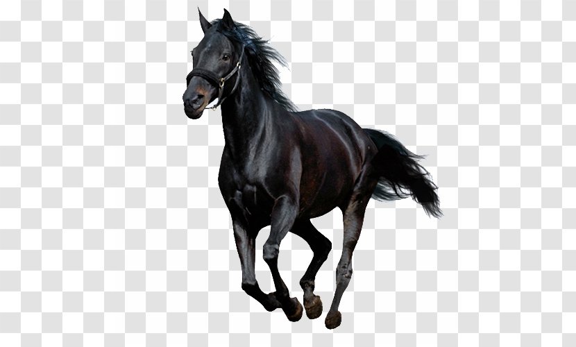 Running Horse - Snout - Mustang Transparent PNG