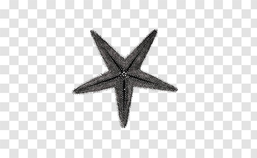 Starfish Seashell Textile - Marine Invertebrates - Black Transparent PNG