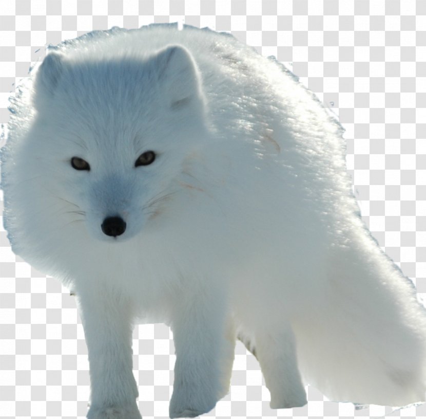 Arctic Fox Red Canadian Eskimo Dog - Mammal Transparent PNG
