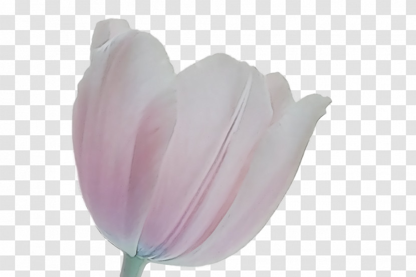 Tulip Petal Purple Close-up Transparent PNG
