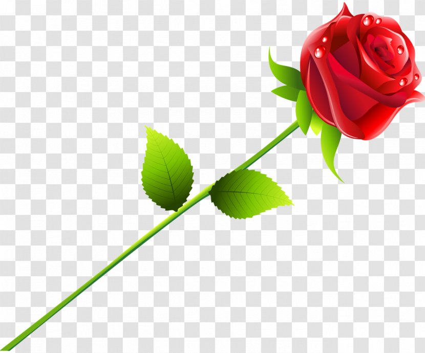 Beach Rose Red - Plant - Vector Transparent PNG