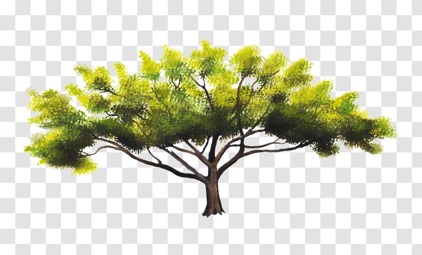 Pine Family Sky Plc - Tree - Branch Transparent PNG