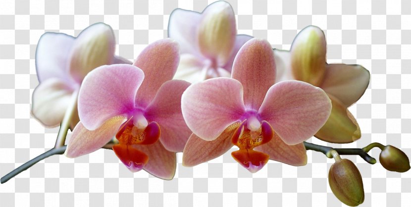 Phalaenopsis Equestris Cut Flowers Eye Shadow Lilac Clinique Transparent PNG