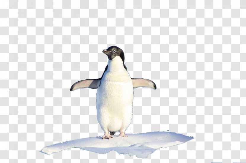 King Penguin IPhone 8 Hello, Penguin! - Ice - Standing Alone Transparent PNG